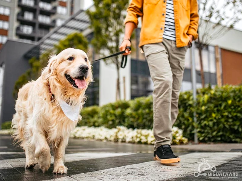 How Much is Dog Walking Insurance?